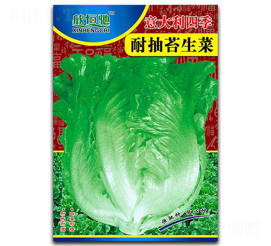 意大利四季耐抽苔-生菜種子-恒馳種業(yè)