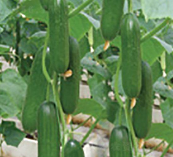 ���mˮ���S��-�S�ϷN��-�A�S�N�I(y��)