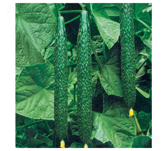 �G����̖(h��o)F1-�S�ϷN��-�A�S�N�I(y��)