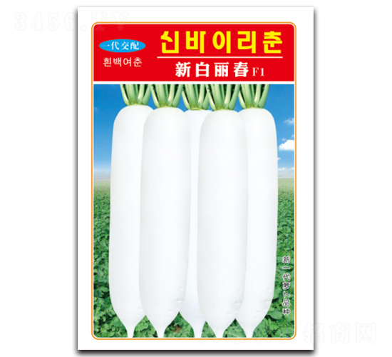 白麗春-蘿卜種子-綿蔬種業(yè)