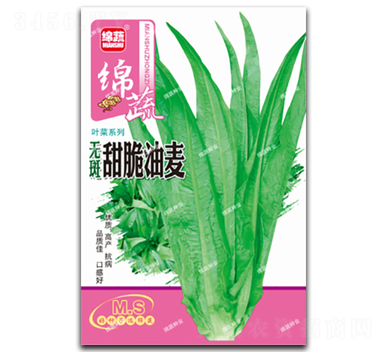 無斑甜脆油麥-油麥菜種子-綿蔬種業(yè)