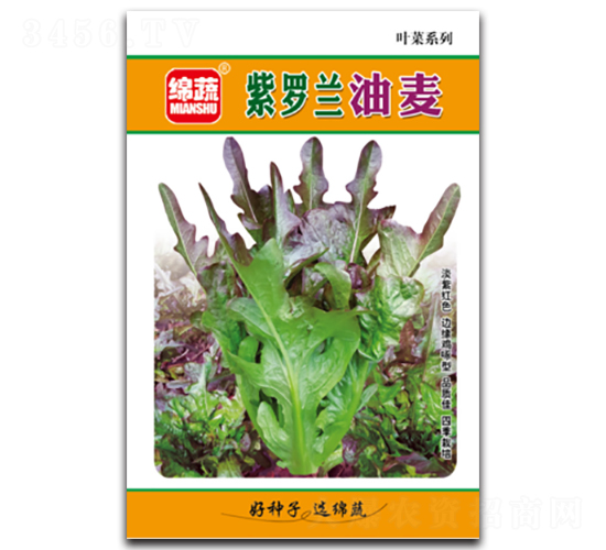 紫羅蘭油麥-油麥菜種子-綿蔬種業(yè)