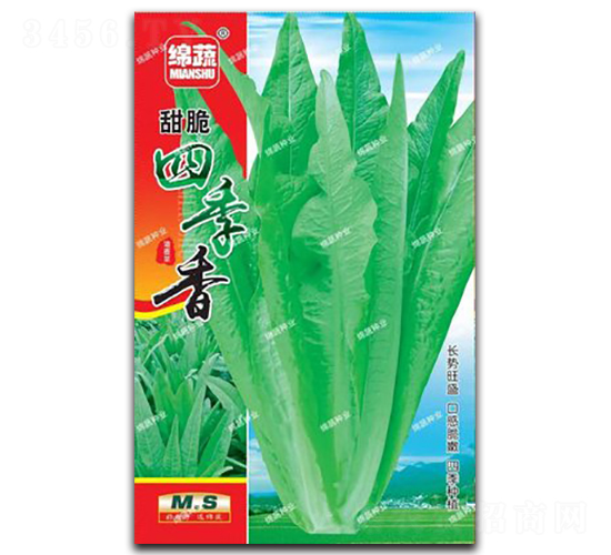 甜脆四季香-油麥菜種子-綿蔬種業(yè)