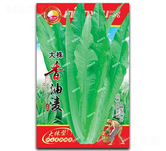 大株香油麥-油麥菜種子-綿蔬種業(yè)