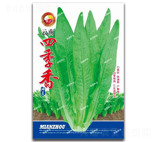 云南四季香油麥-油麥菜種子-綿蔬種業(yè)