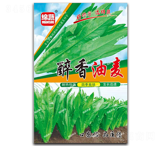 醉香油麥-油麥菜種子-綿蔬種業(yè)