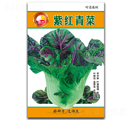 紫紅青菜-青菜種子-綿蔬種業(yè)