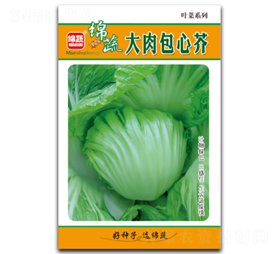 大肉包心芥-青菜種子-綿蔬種業(yè)