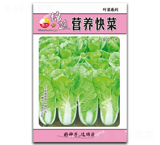營養(yǎng)快菜-青菜種子-綿蔬種業(yè)