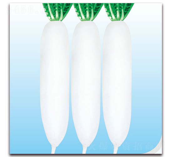 健壯-蘿卜種子-美之奧