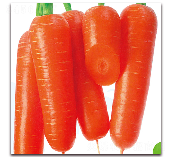 卜王002-蘿卜種子-美之奧