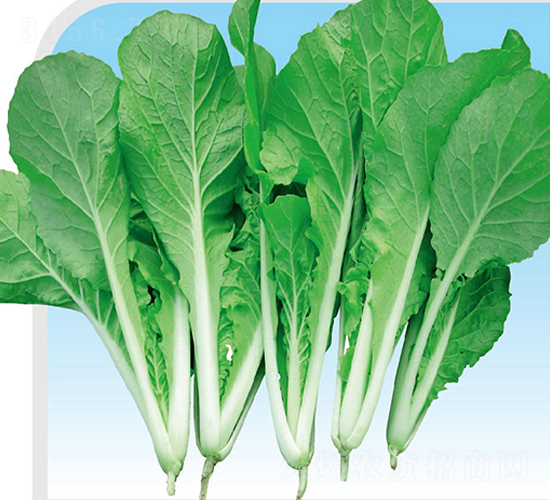 ���Ѳ�-�ײ˷N��-��֮�W