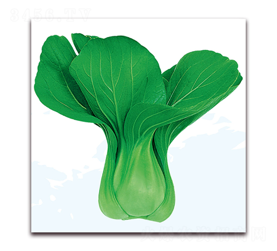 雄冠1號(hào)-白菜種子-美之奧