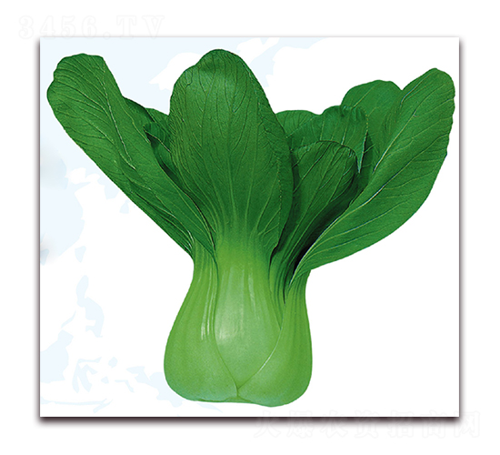 雄冠2號(hào)-白菜種子-美之奧