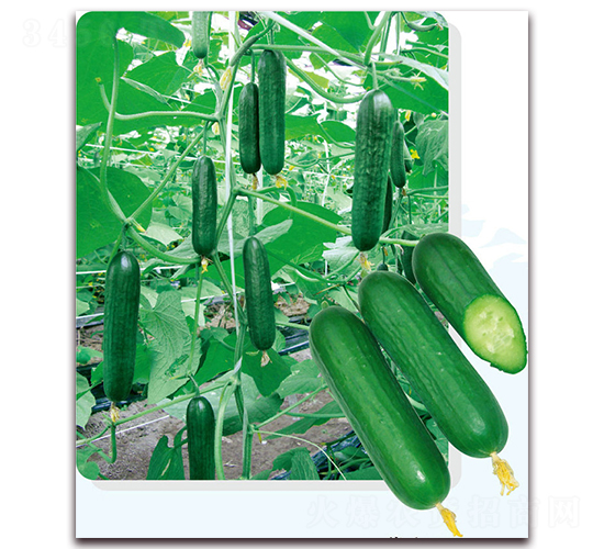 美奧6號(hào)-黃瓜種子-美之奧