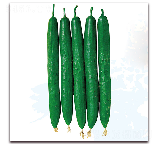 三雄節(jié)成1號-黃瓜種子-美之奧