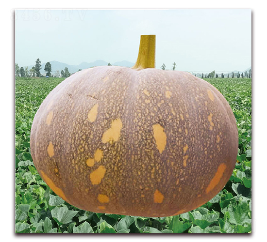 ����С��1̖(h��o)-�ϹϷN��-��֮�W