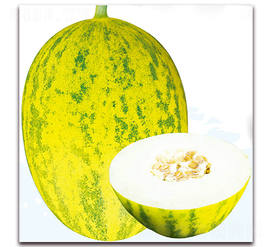 哈翠-甜瓜種子-美之奧