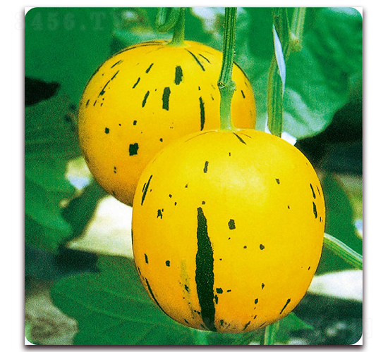 流星-甜瓜種子-美之奧