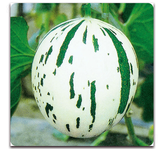 早生白流星-甜瓜種子-美之奧