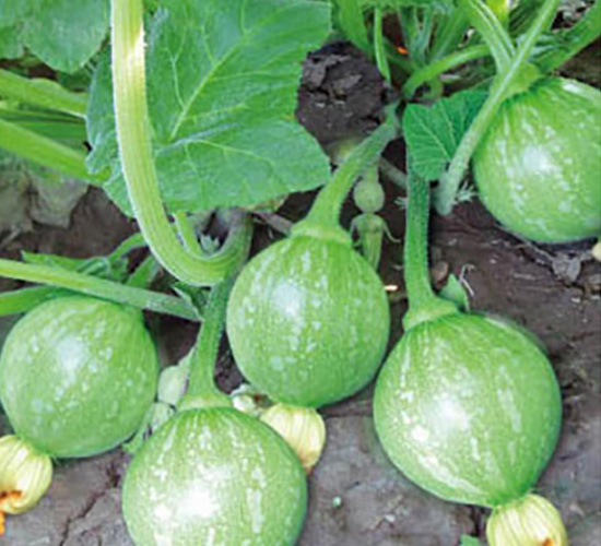 �o(w��)������-�ϹϷN��-���؈@ˇ