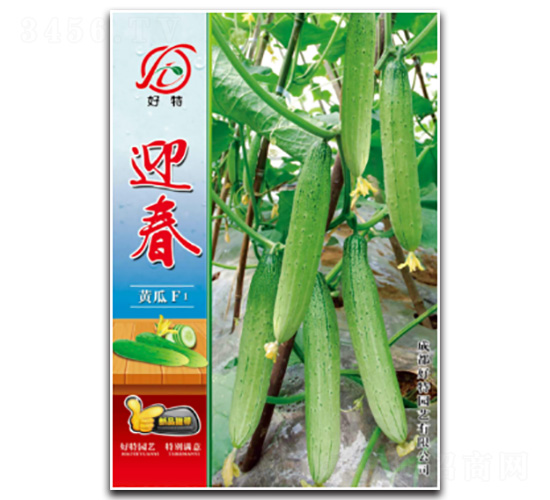 迎春-黃瓜種子-好特園藝