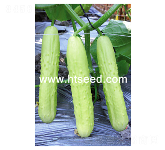 川園二號(hào)-黃瓜種子-好特園藝