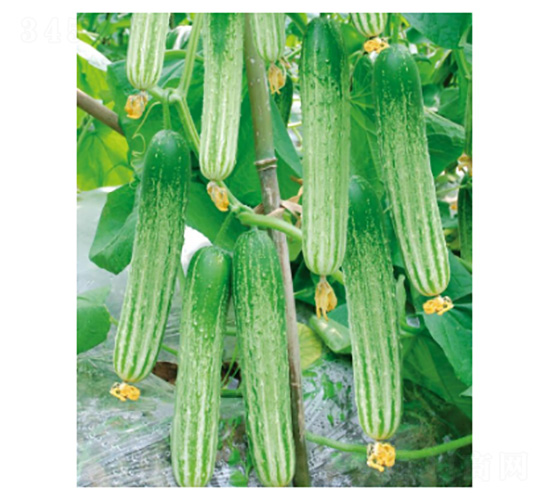 白馬4號(hào)-黃瓜種子-好特園藝