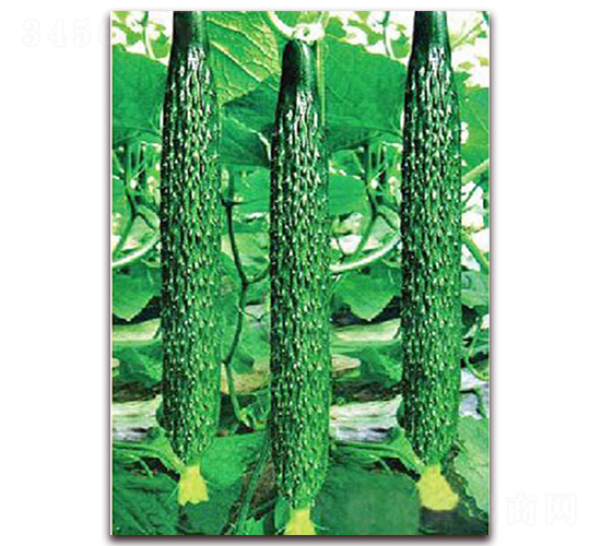 勝達(dá)5號-黃瓜種子-超達(dá)