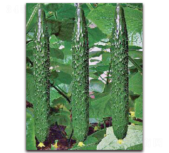 勝達(dá)2號-黃瓜種子-超達(dá)