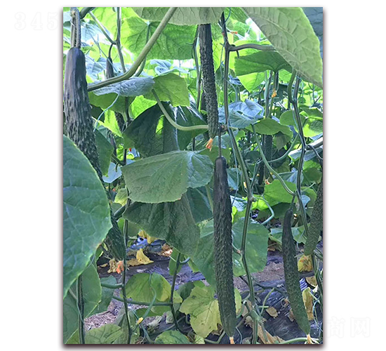 勝達(dá)1號-黃瓜種子-超達(dá)