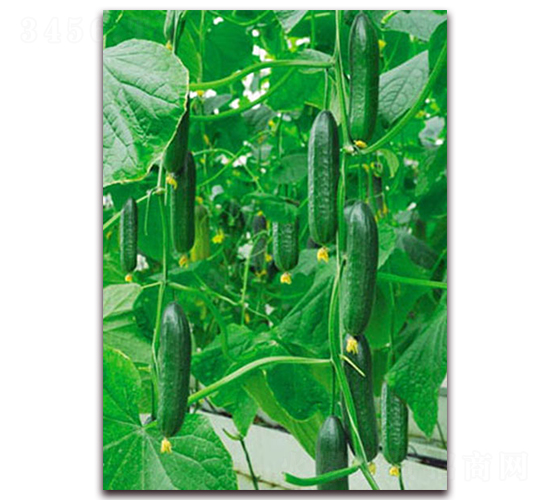 綠袖2號(hào)-黃瓜種子-超達(dá)