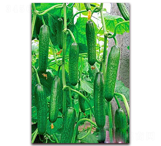 綠袖1號-黃瓜種子-超達(dá)
