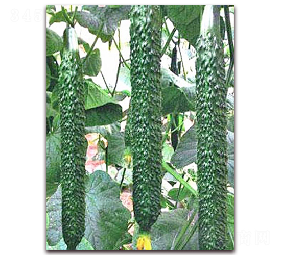 超達2號-黃瓜種子-超達