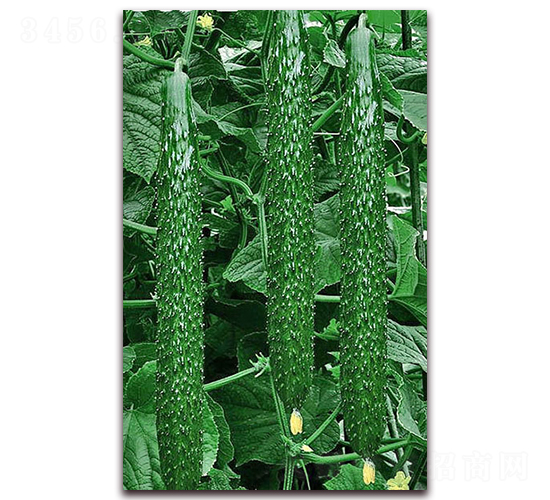 超達(dá)1號-黃瓜種子-超達(dá)