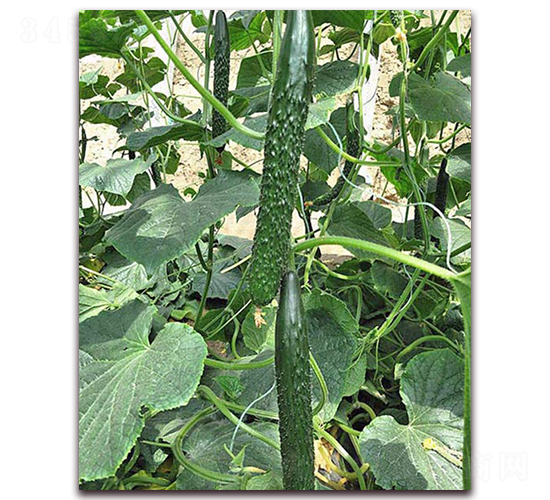 艾瑞特-黃瓜種子-超達(dá)