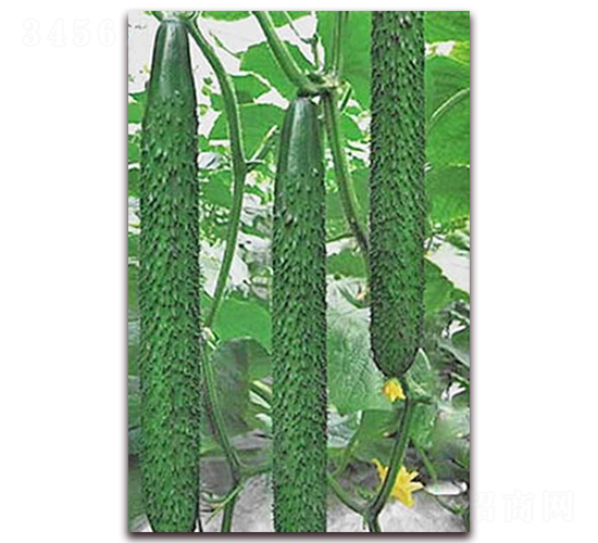 1608-黃瓜種子-超達(dá)