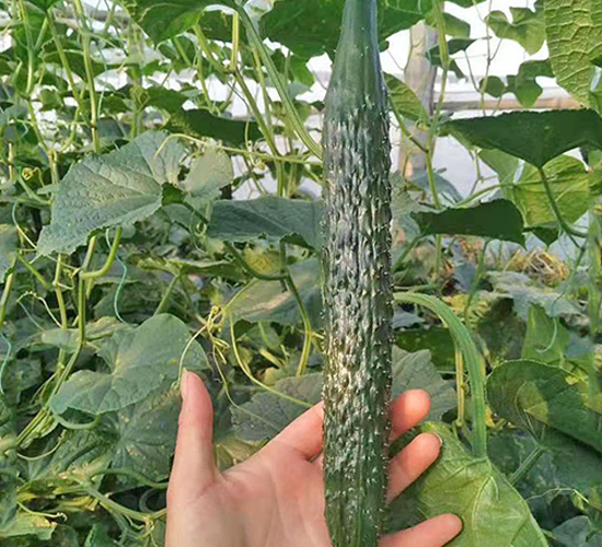 勝達(dá)-黃瓜種子-超達(dá)