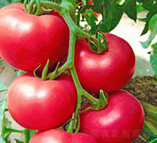 粉琦-粉果番茄種子-超達(dá)
