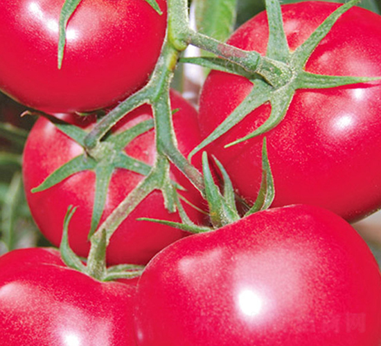 勝夏三號-粉果番茄種子-超達(dá)