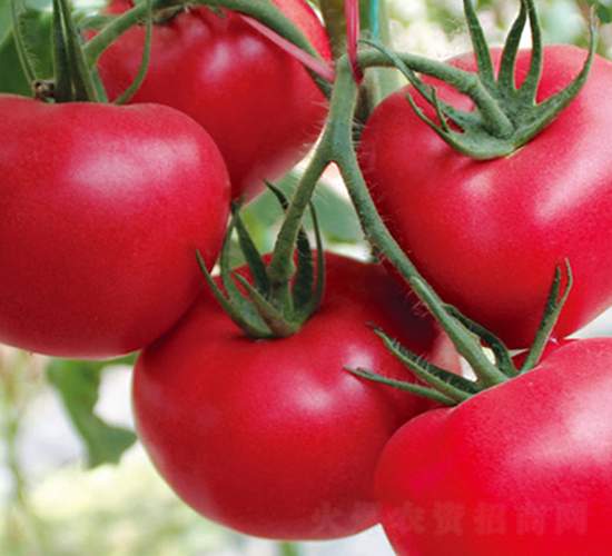 勝夏二號-粉果番茄種子-超達