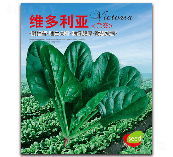 維多利亞-菠菜種子-營(yíng)口君旺