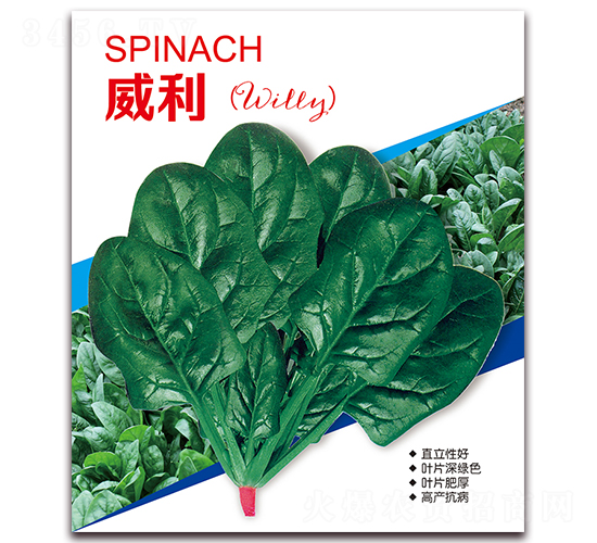 威利-菠菜種子-營口君旺