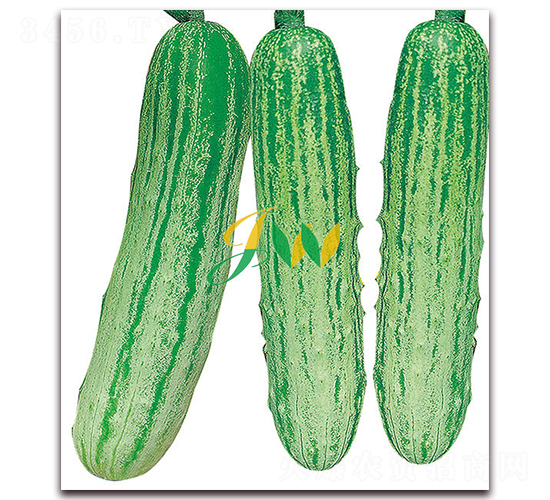精品燕白黃瓜-黃瓜種子-營口君旺