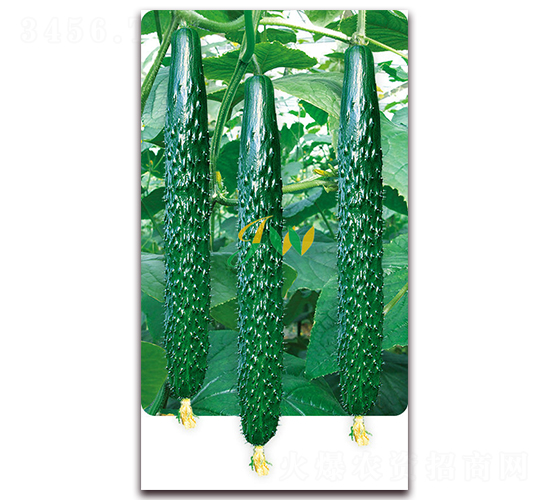 亮劍101-黃瓜種子-營口君旺