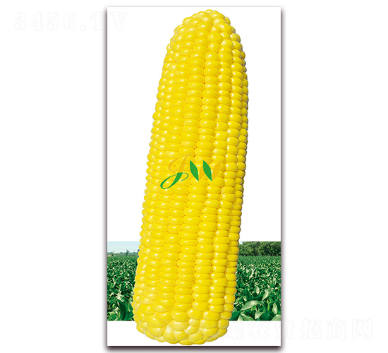 金玉滿(mǎn)堂-鮮食玉米種子-營(yíng)口君旺