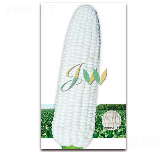 甜加糯808-鮮食玉米種子-營口君旺