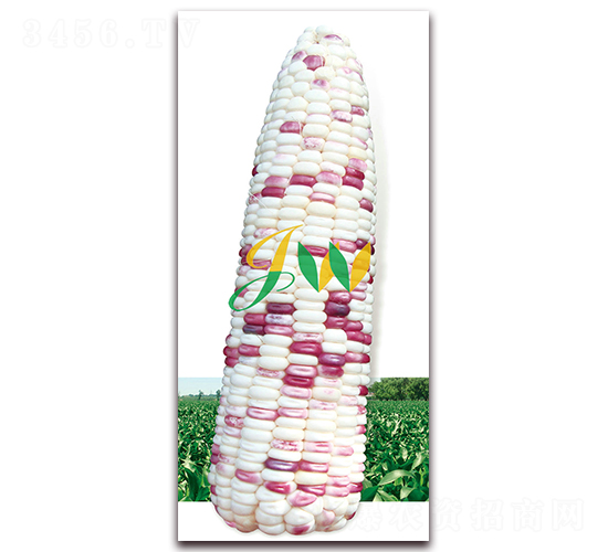 彩糯2000-鮮食玉米種子-營口君旺