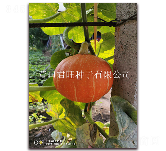 金太陽2號(hào)-南瓜種子-營(yíng)口君旺