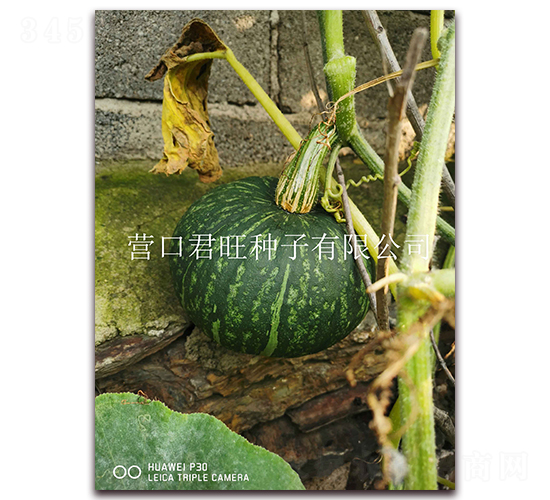 杰香栗-南瓜種子-營口君旺